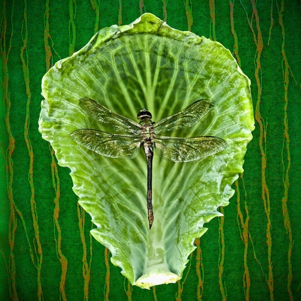Photograph Andy Goodwin Dragonfly on One Eyeland